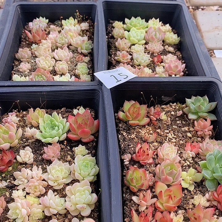 15 多肉植物盆栽花卉