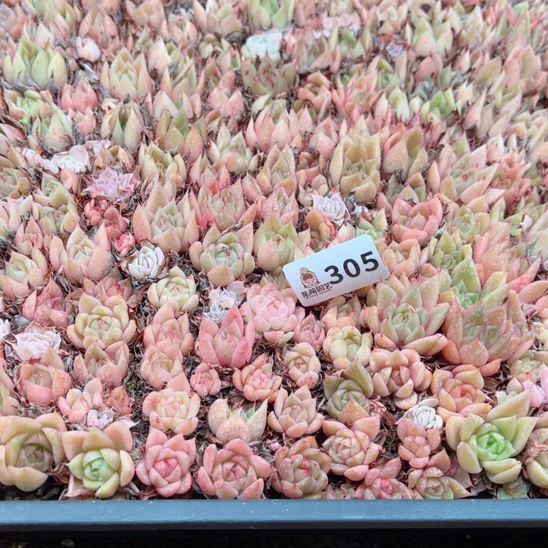 冉*多肉植物多肉植物