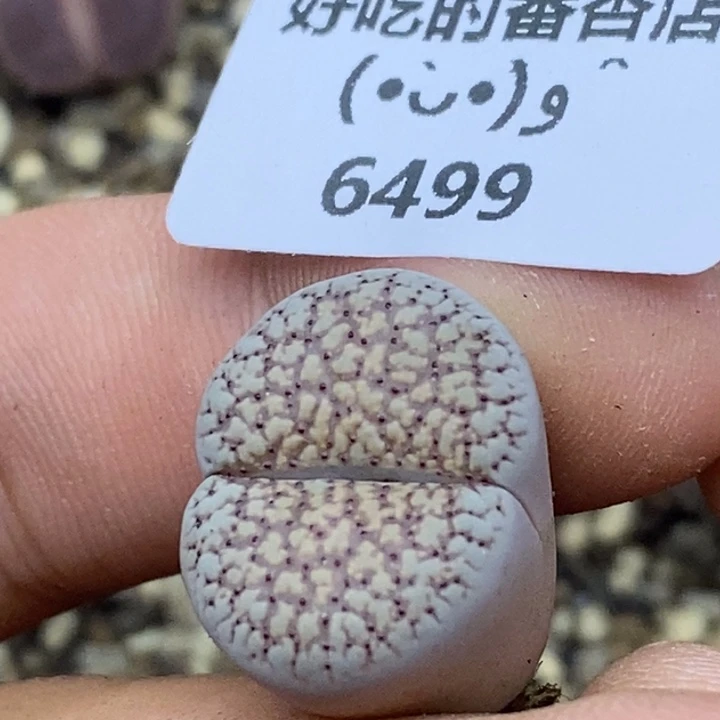 6499。18包邮.当天凑哦。新疆西藏88包邮