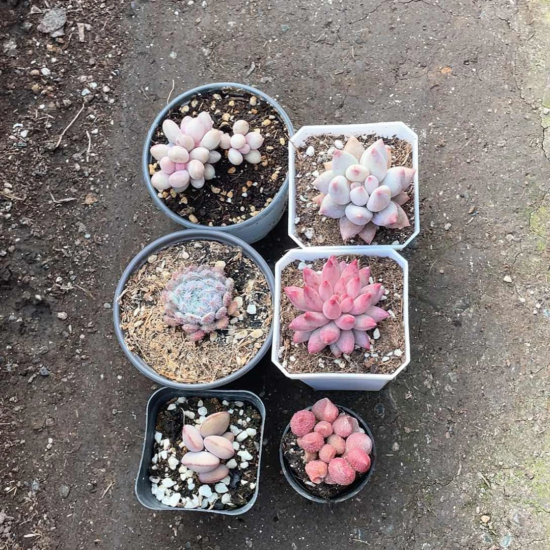 静***华六颗小精品带盆发货
