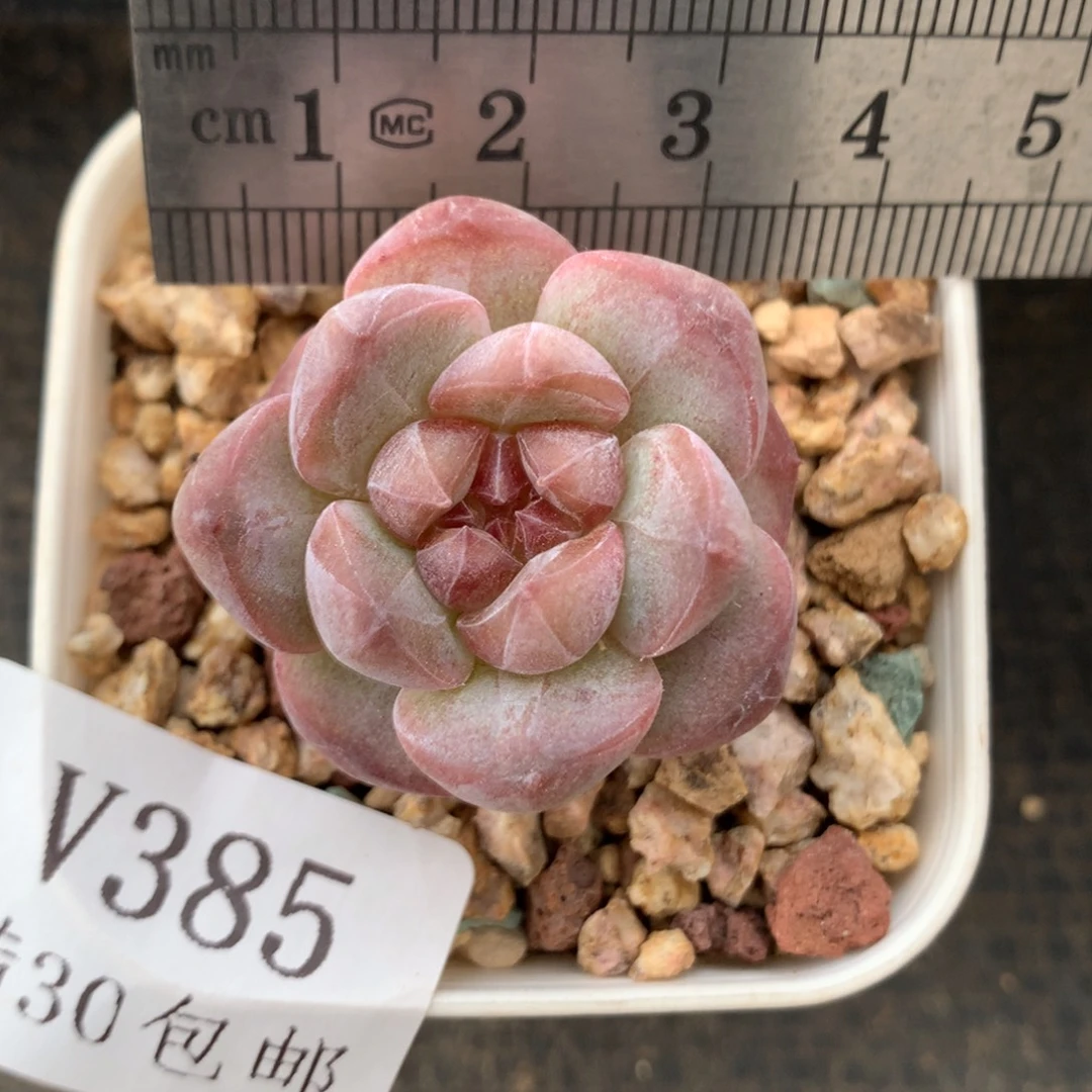 385。小鼻嘎。红琥珀。