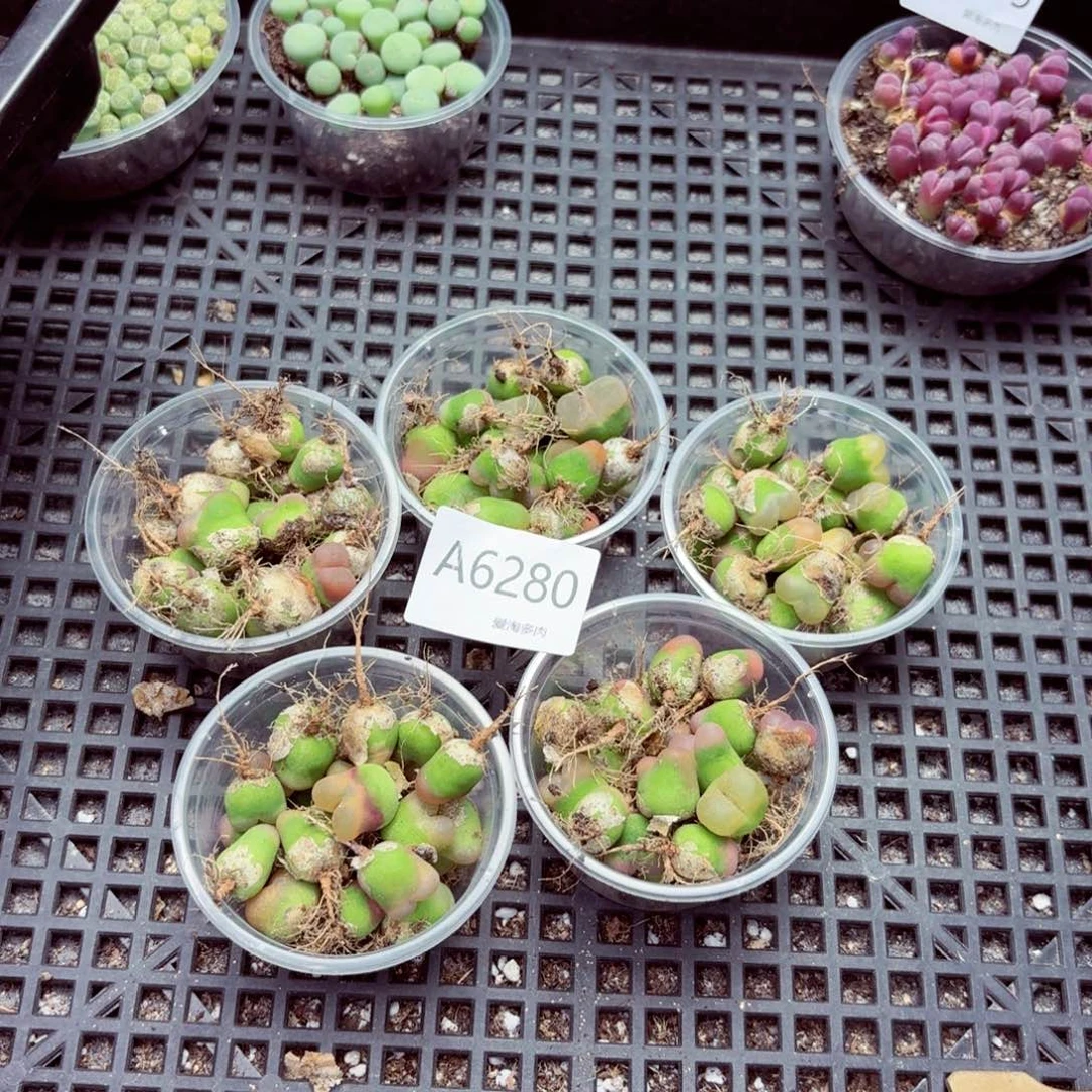 6280–量拍随机一盒