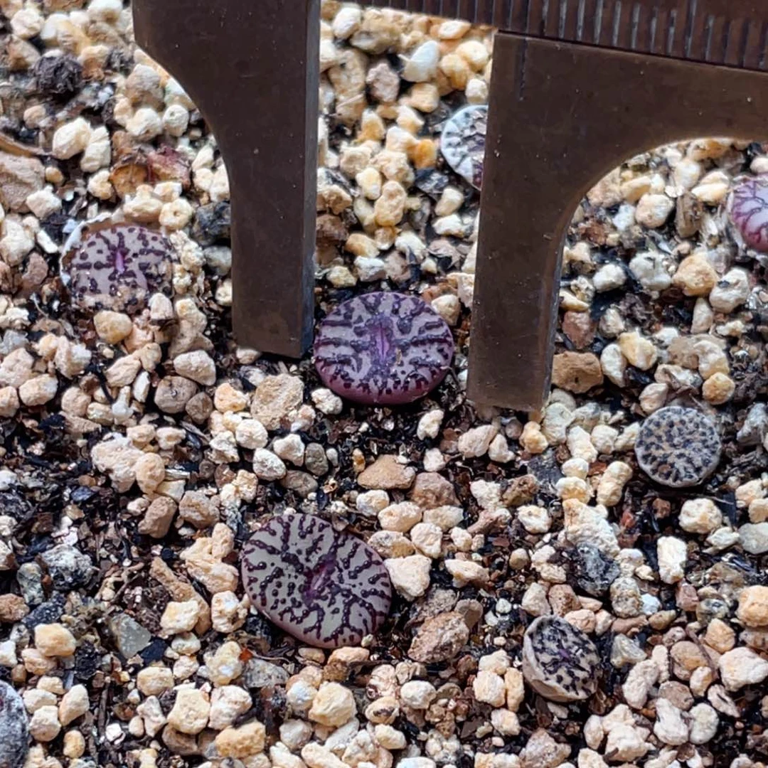 河***河无花朵1014-一物一拍 wc