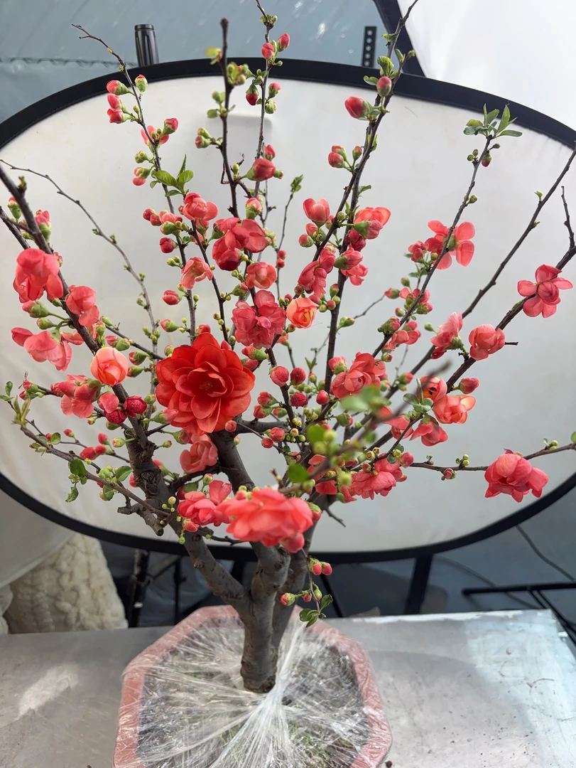 【香橙海棠】浓香型八年老桩盆景变色海棠耐寒过年开花