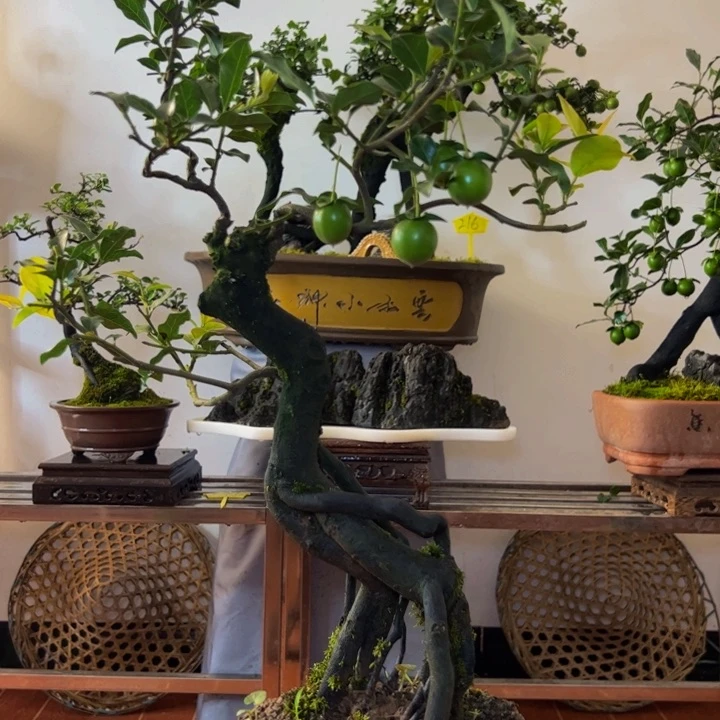 完全开放金弹子盆景一物一拍