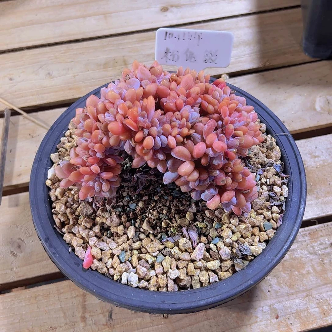 ?****花粉兔缀化。。。。。。。