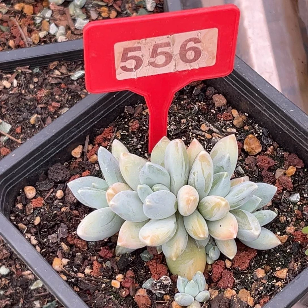 多肉植物三色美人556