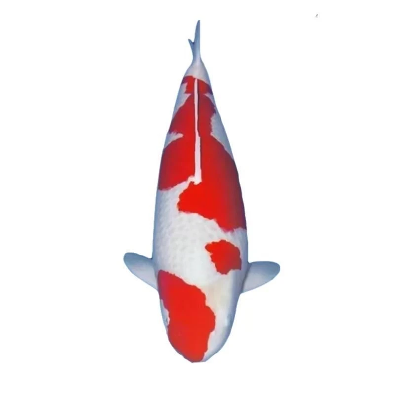 好养纯种锦鲤红白丹顶大正三色昭和锦鲤耐活冷水观赏鱼