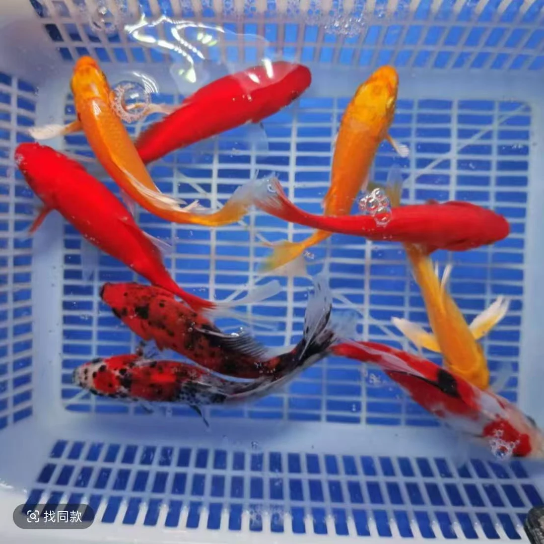 3号【1黄1红1黑1白1兰花1红白草10-12厘米】冷水观赏鱼 包邮