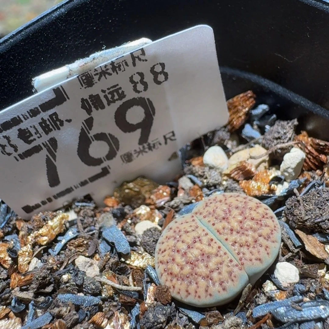 西***辞Ssss精品生石花769