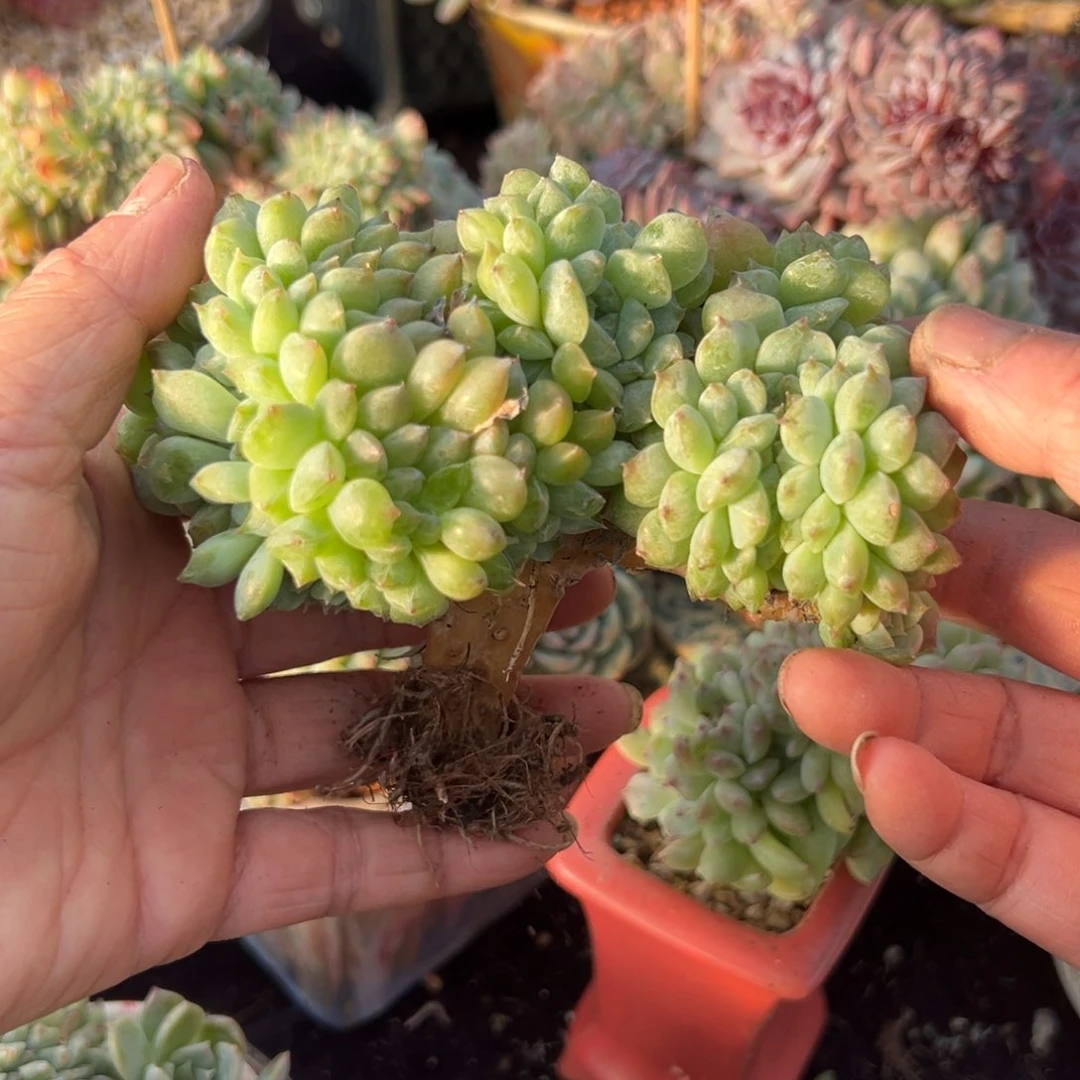 新年快乐啊宝宝们888888生日