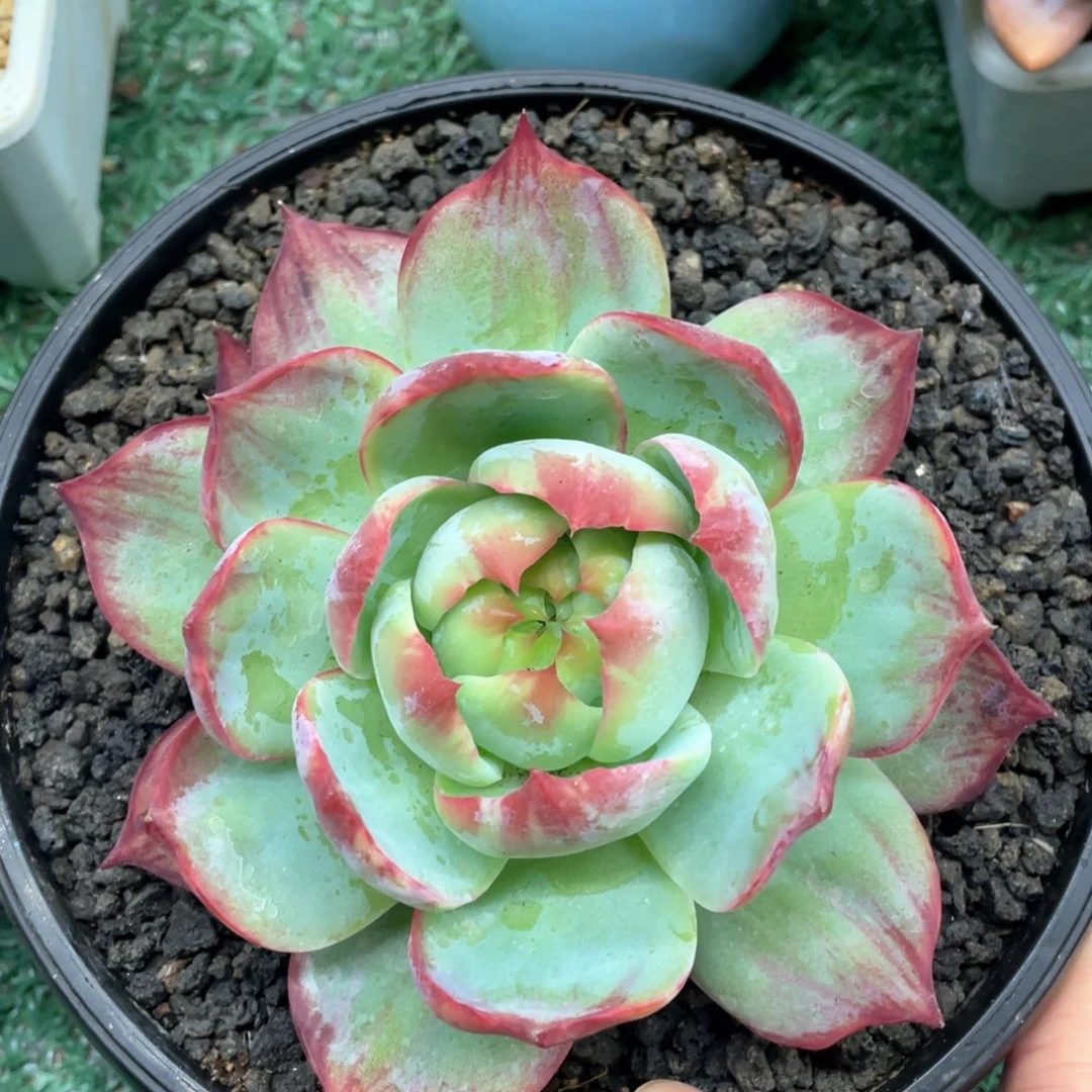 惊鸿一物一拍28包邮非偏远