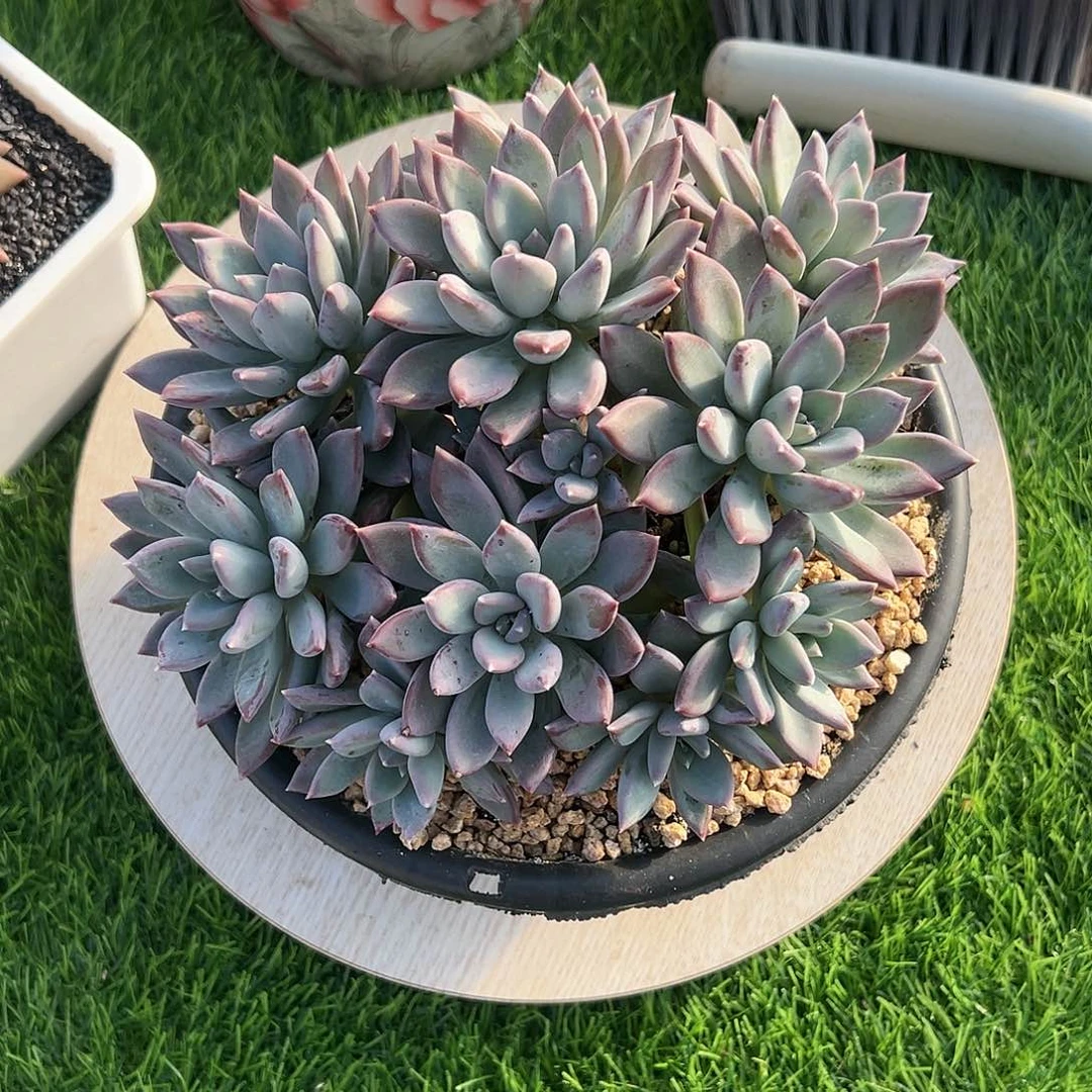 【闪购商品】美人杂