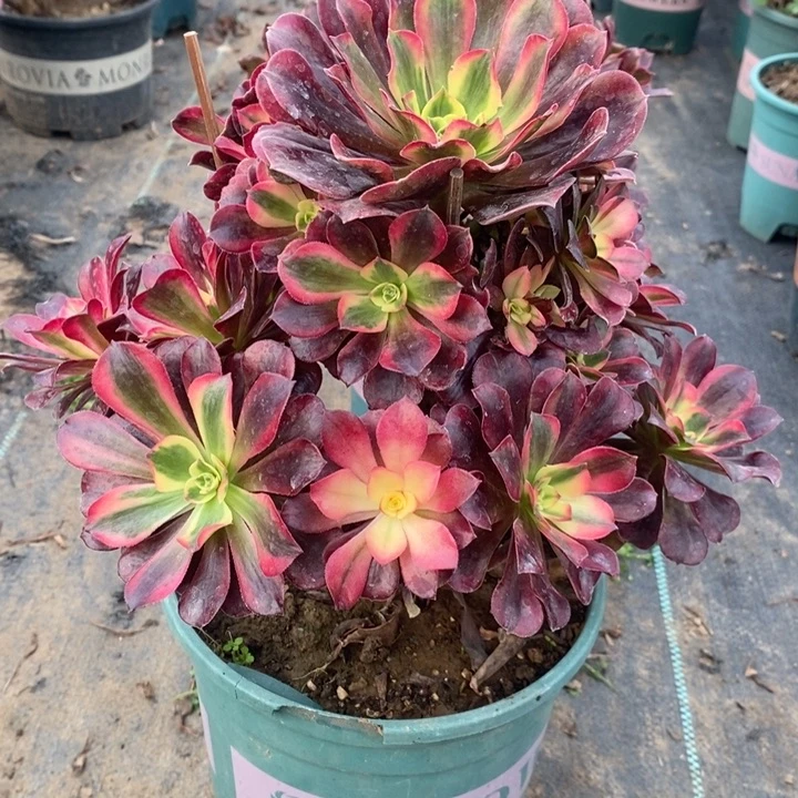 美杜莎4多肉植物法师法师法师