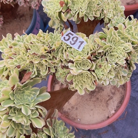 是***宝多肉植物一个绿豆沙