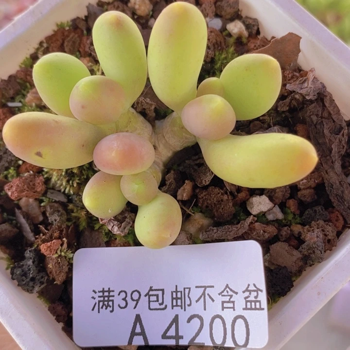 芒果奶5cm4200多肉植物
