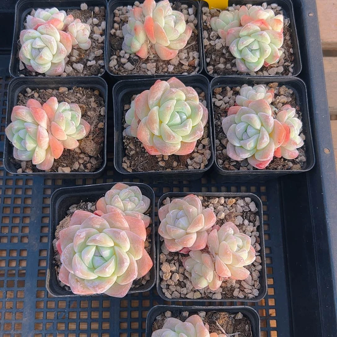 十颗冰玉419号（不包整）