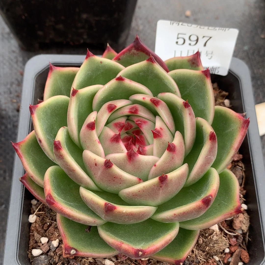 【闪购商品】云597号