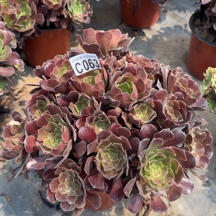 欧紫……多肉植物……