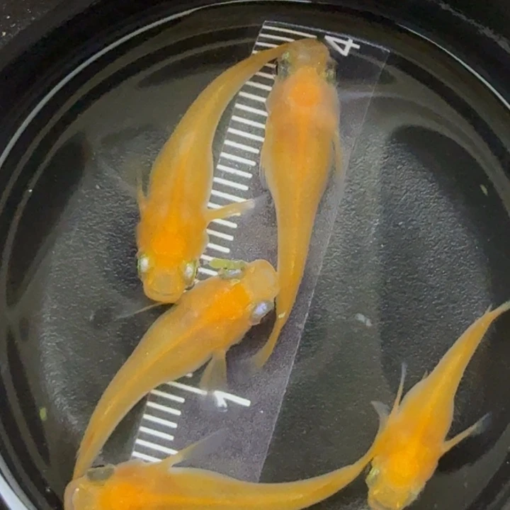 海水鱼出目球球41号