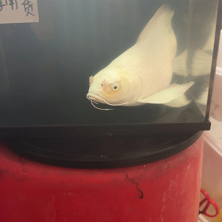 蝴蝶鲤鱼蝴蝶鲤包邮88米