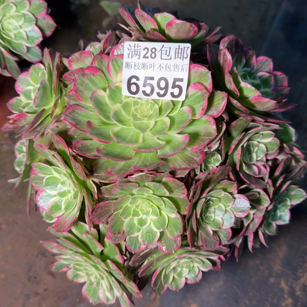 6595水蜜桃多肉植物