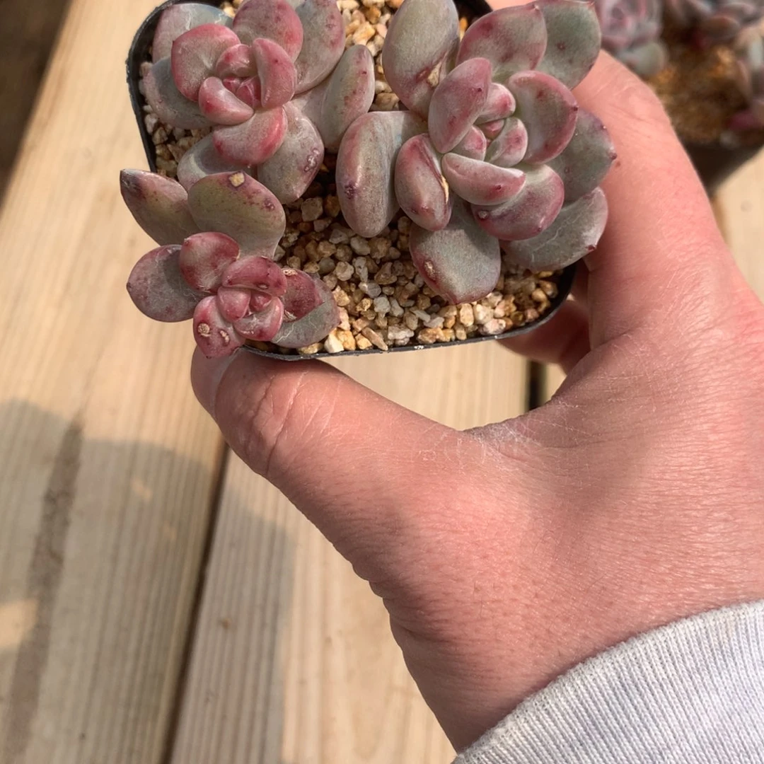 小****盆小陶器突尼斯发货多肉