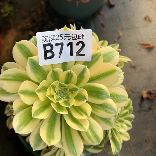 菲****1多肉植物一个