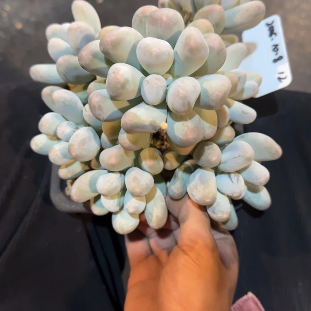 一物一拍米可奶12