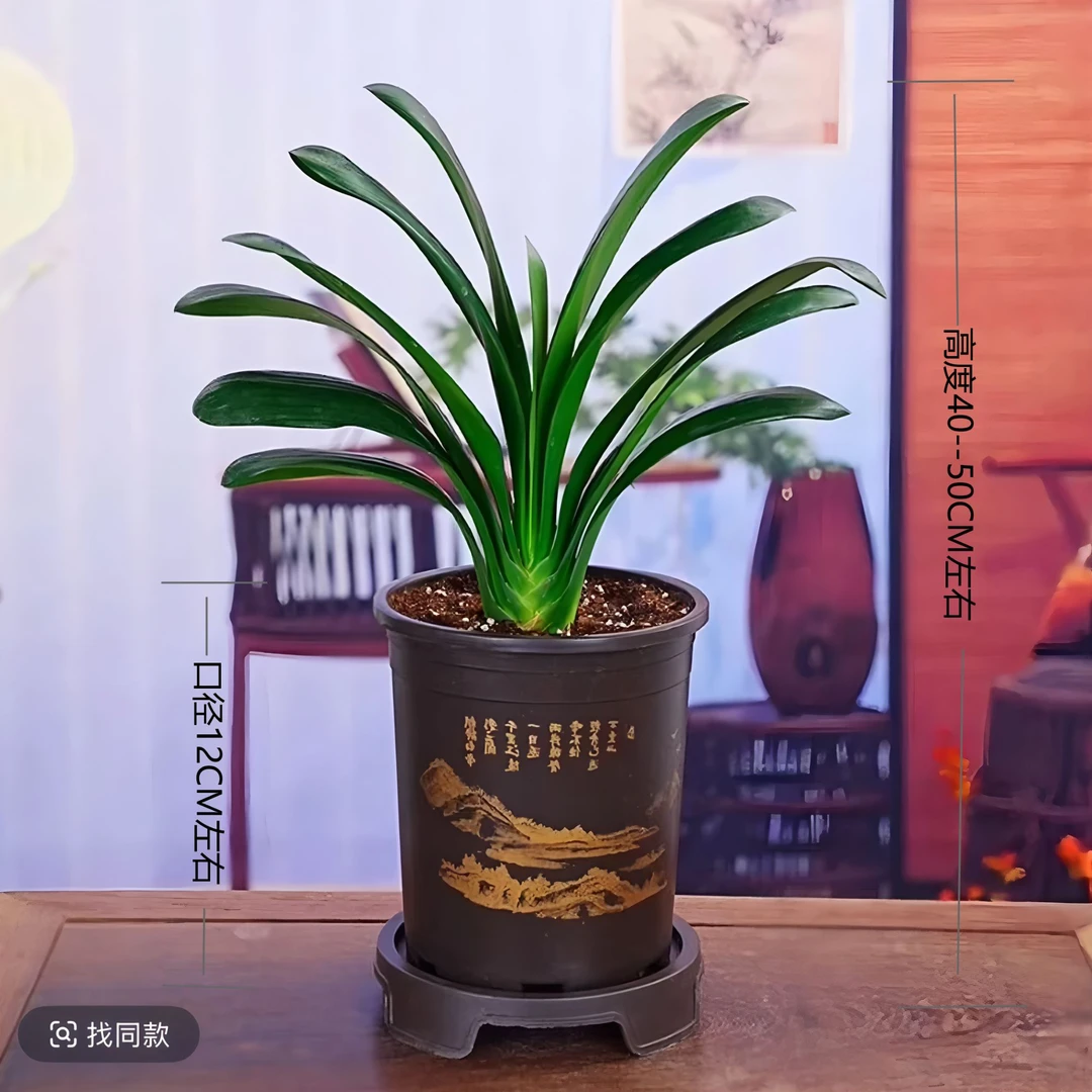 【带盆8-10叶君子兰】君子兰室内绿植耐寒盆栽客厅庭院四季花卉