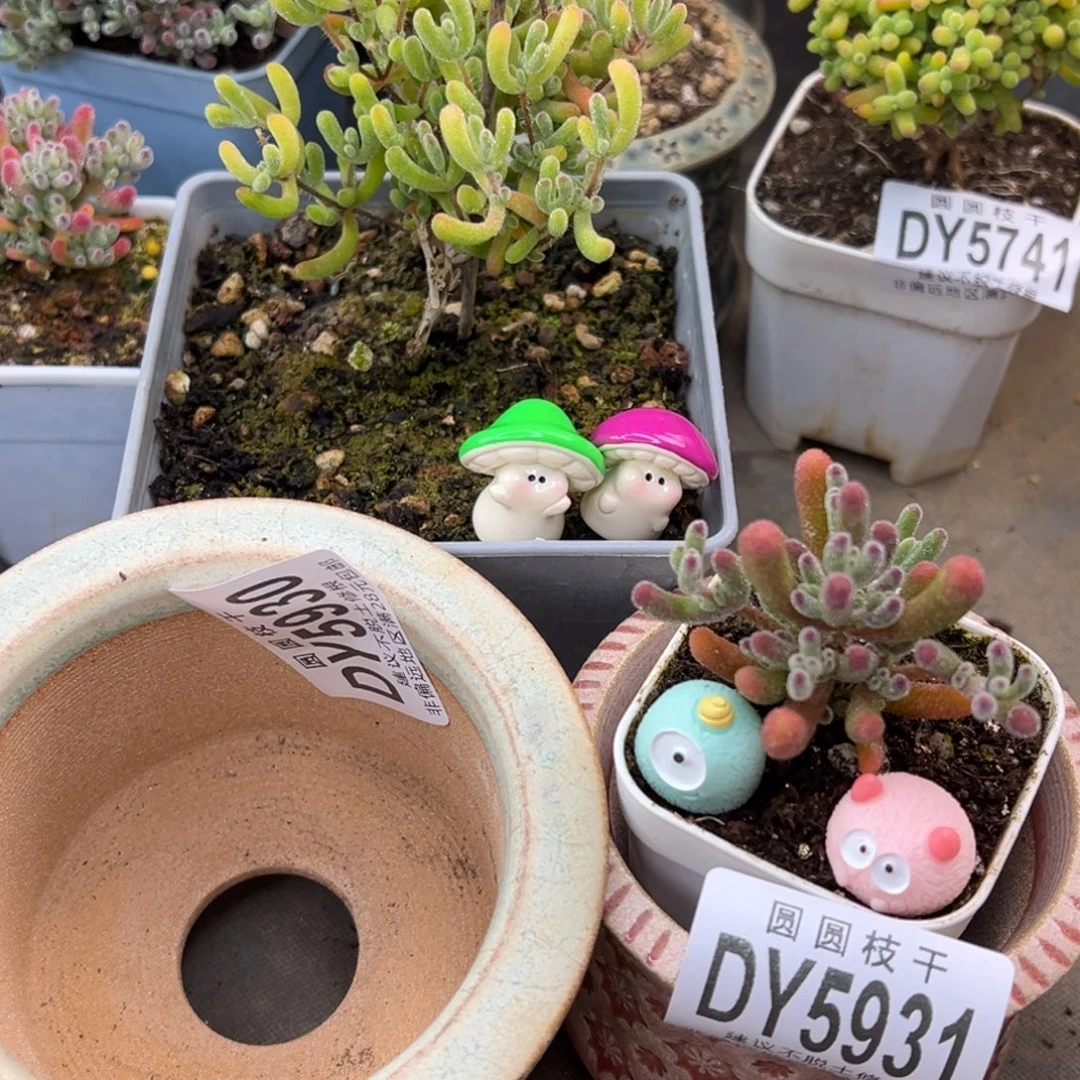 念****dy5930/31实生星星黄母本/晶荧带两盆冠幅8cm