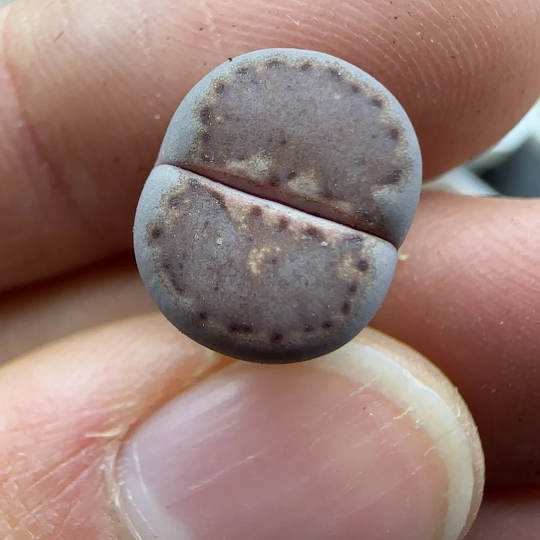 868饼干清框福利30包邮