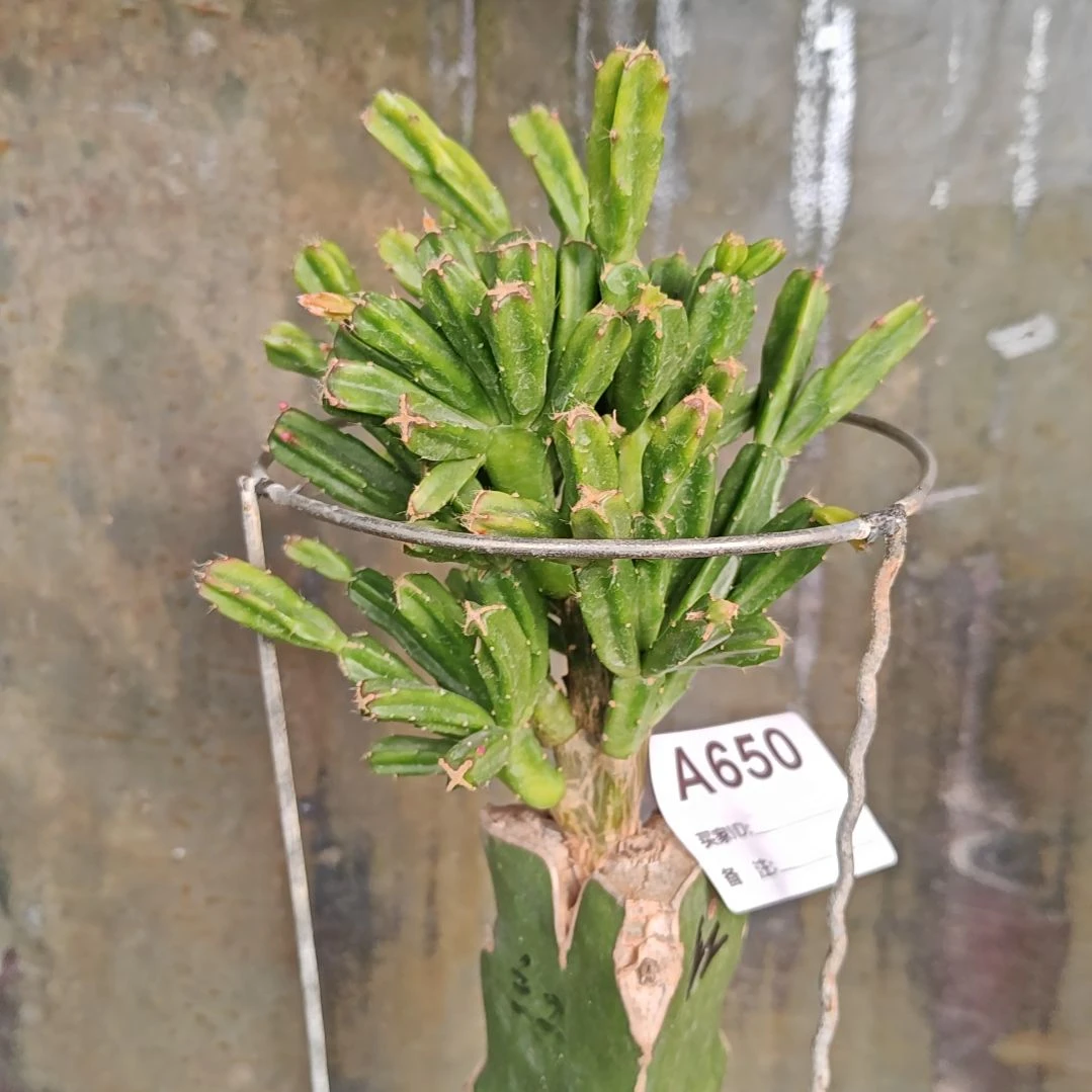 红异类脱土脱盆易掉芽苞650