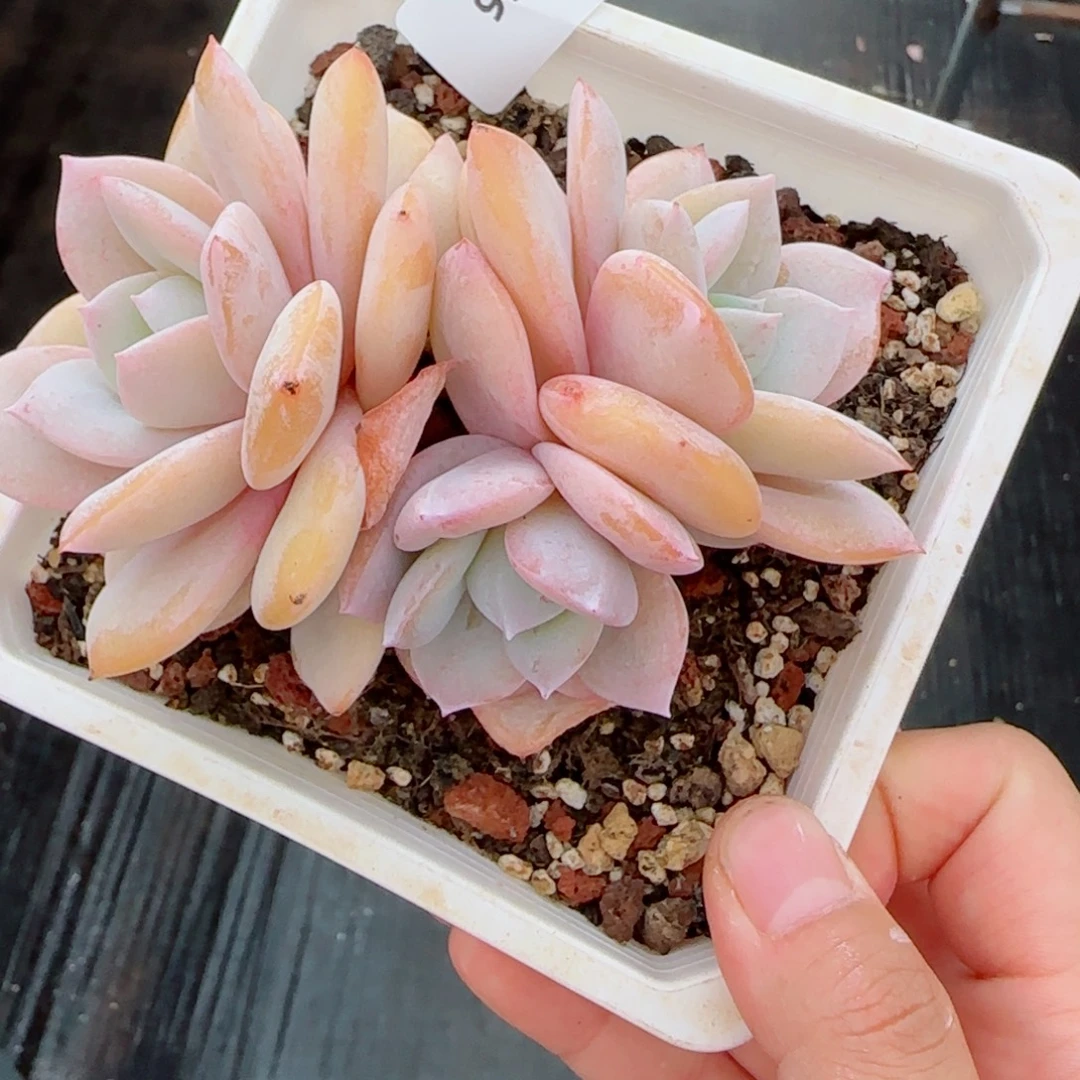 奶茶无砍，9901多肉植物