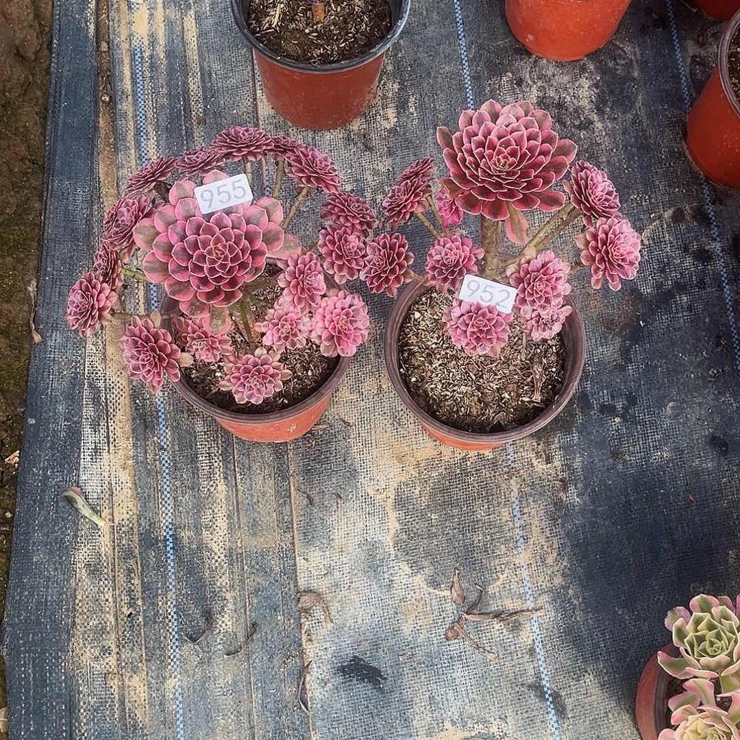 无花朵多肉植物952.955黑铜白两颗