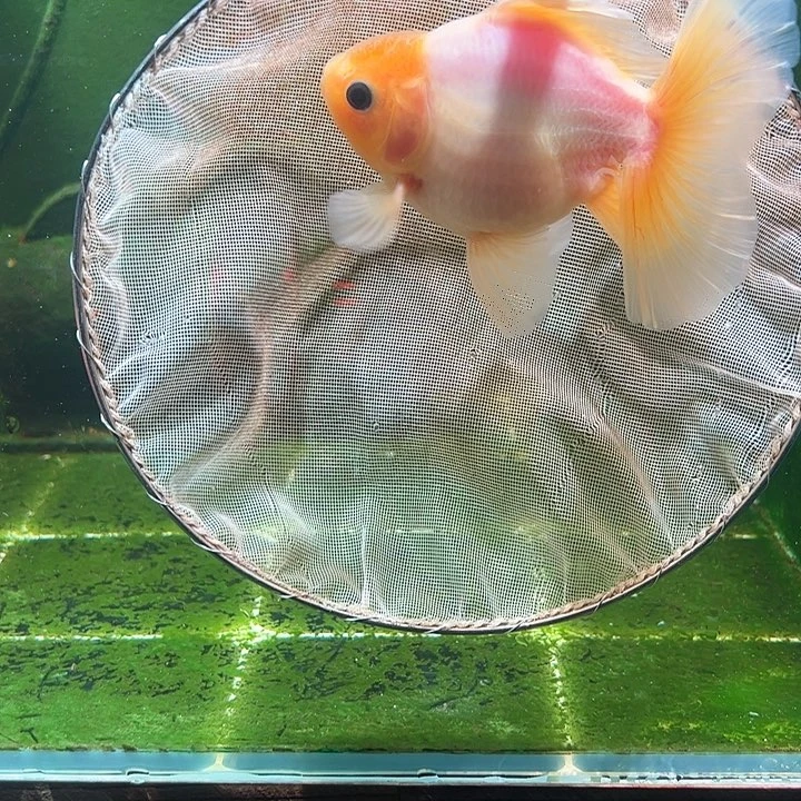 金鱼百褶泰狮压成31
