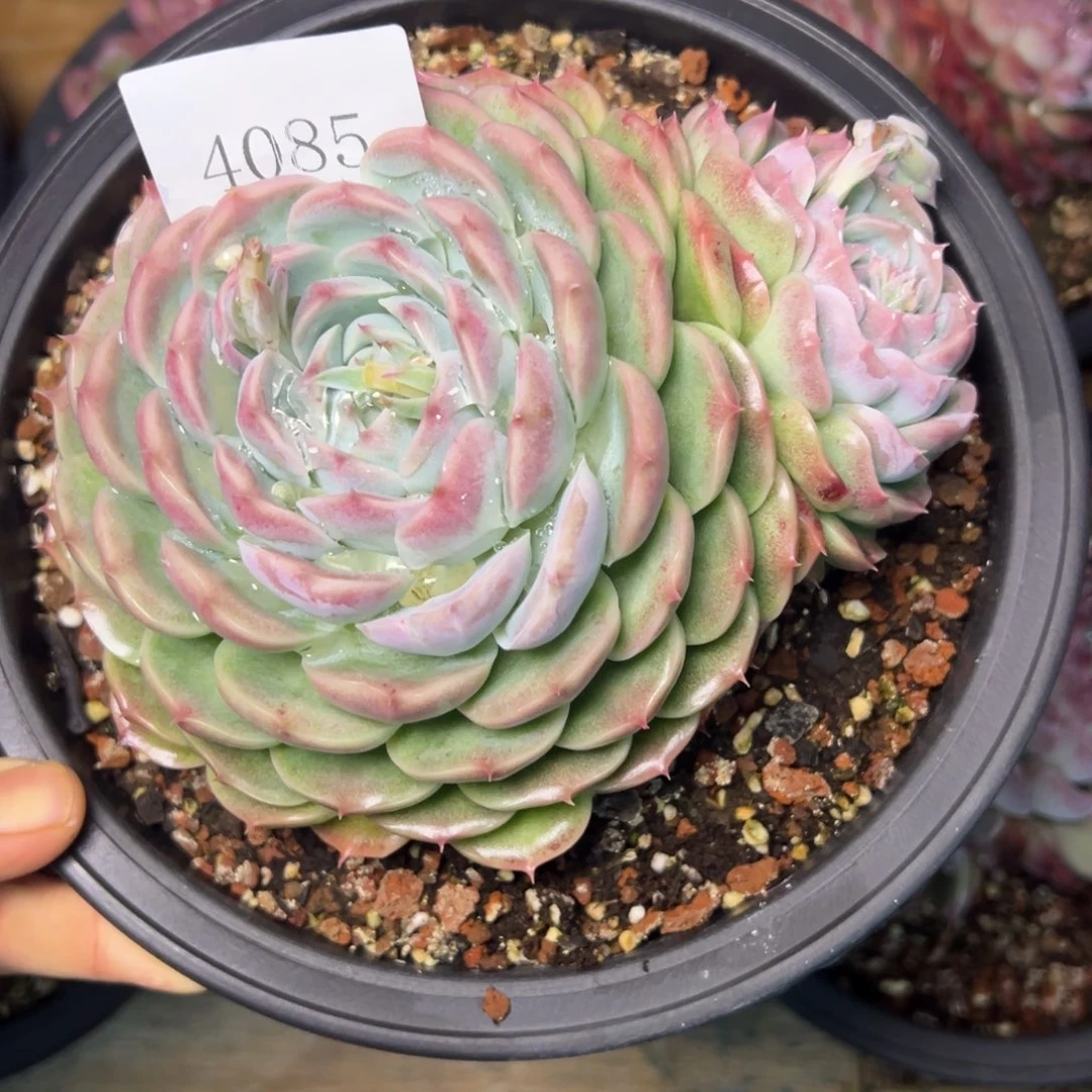 任***转4085多肉多多多多