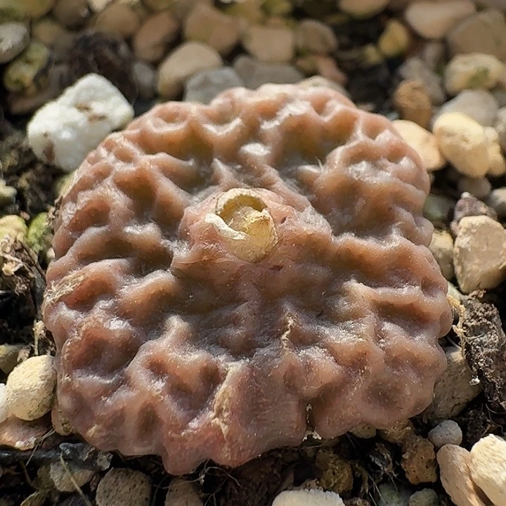 118 超烧7778 肉锥。