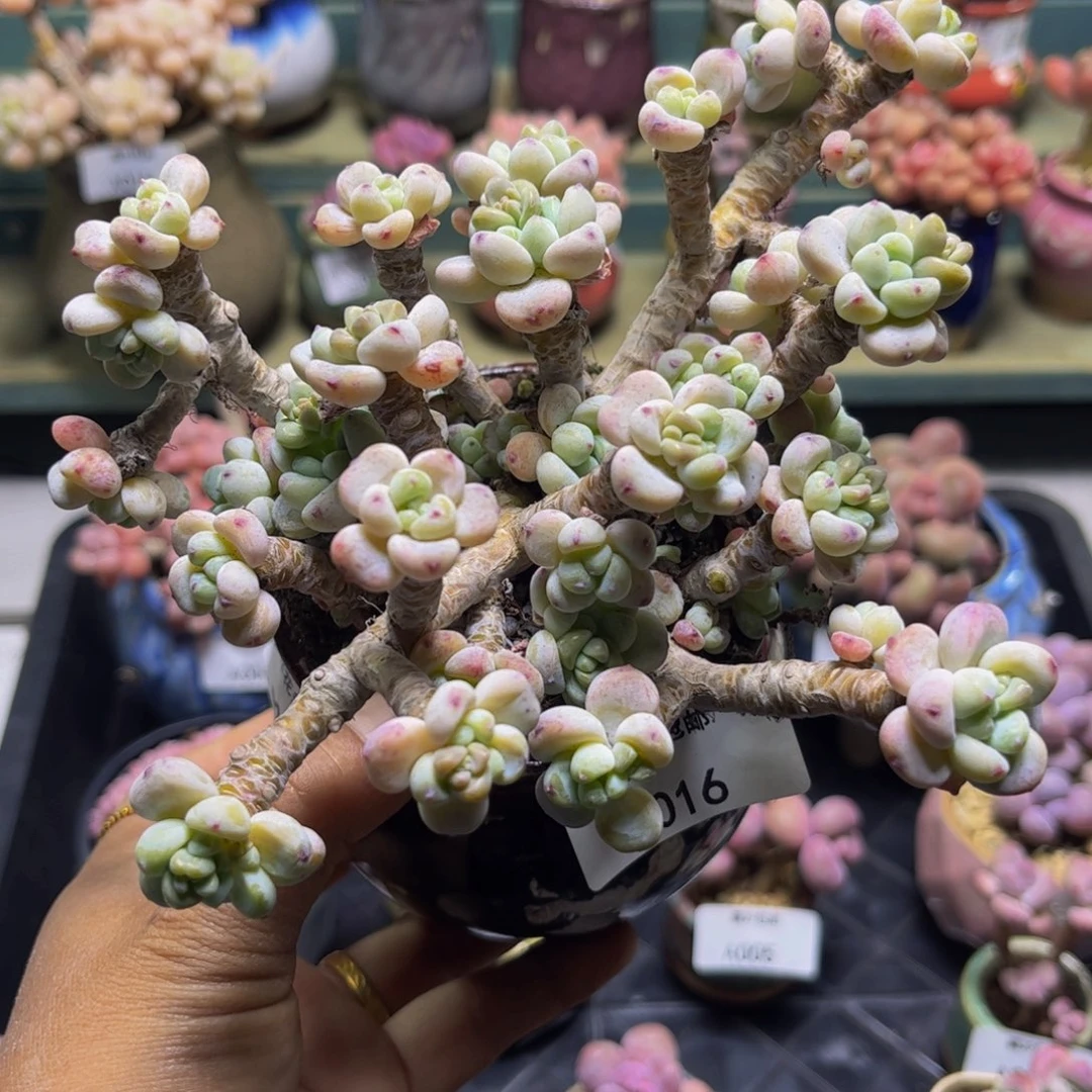 腰子罗琦016/12cm多肉有砍