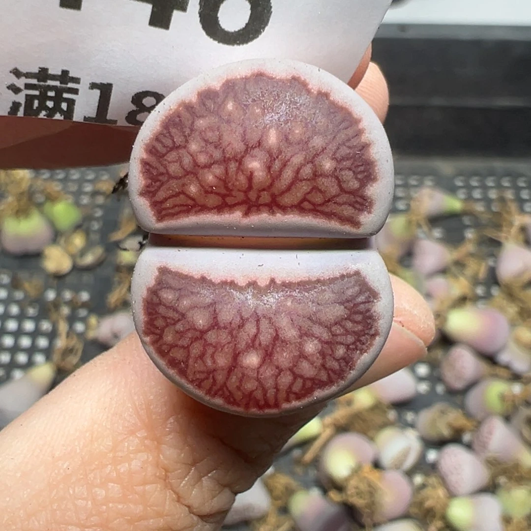 【闪购商品】446。