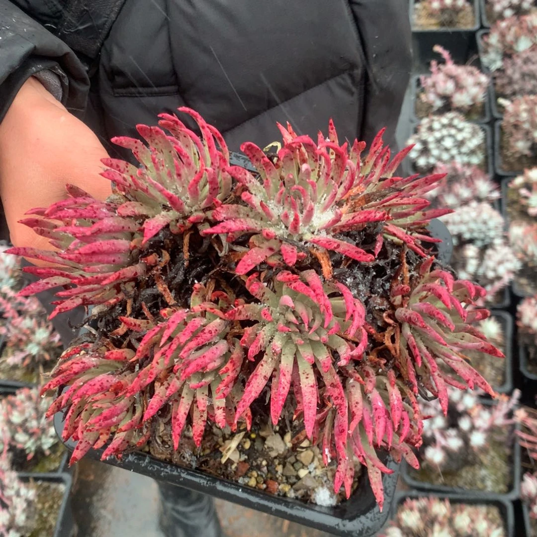 用****1多肉植物杂交啦啦