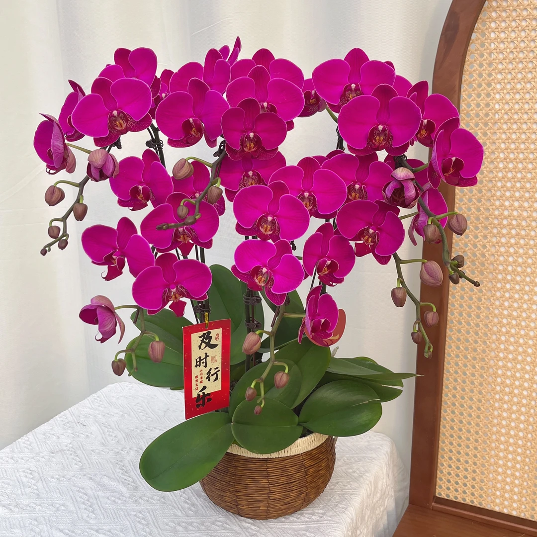 蝴蝶兰《芳美红龙》颜色高级 好养耐养美观 基地直发 精美叶片碧绿