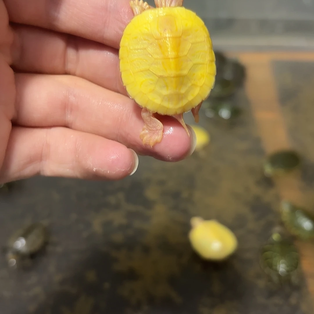 绿毛龟母高黄白巴