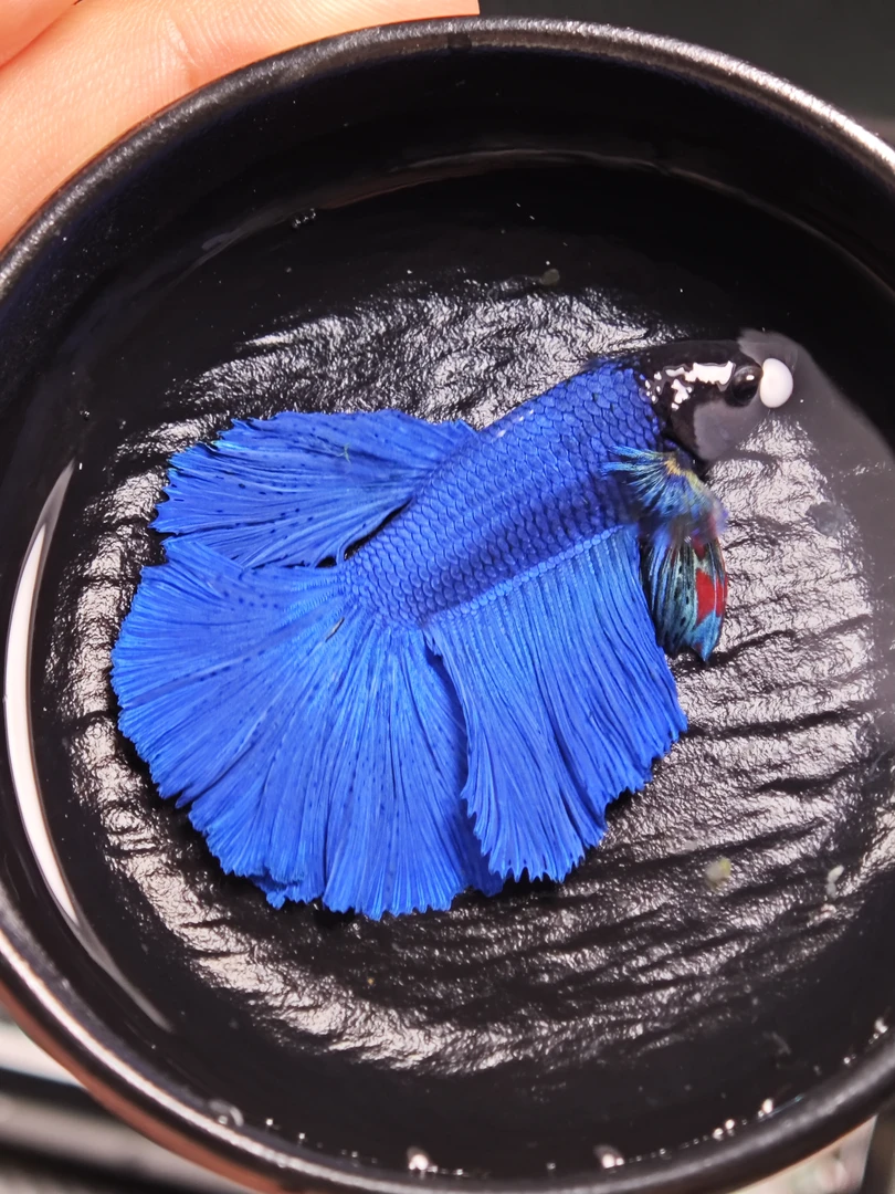 桌面观赏鱼1-80号直播选鱼链接