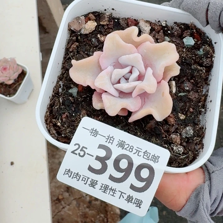 芭蕾舞者无盆土发货