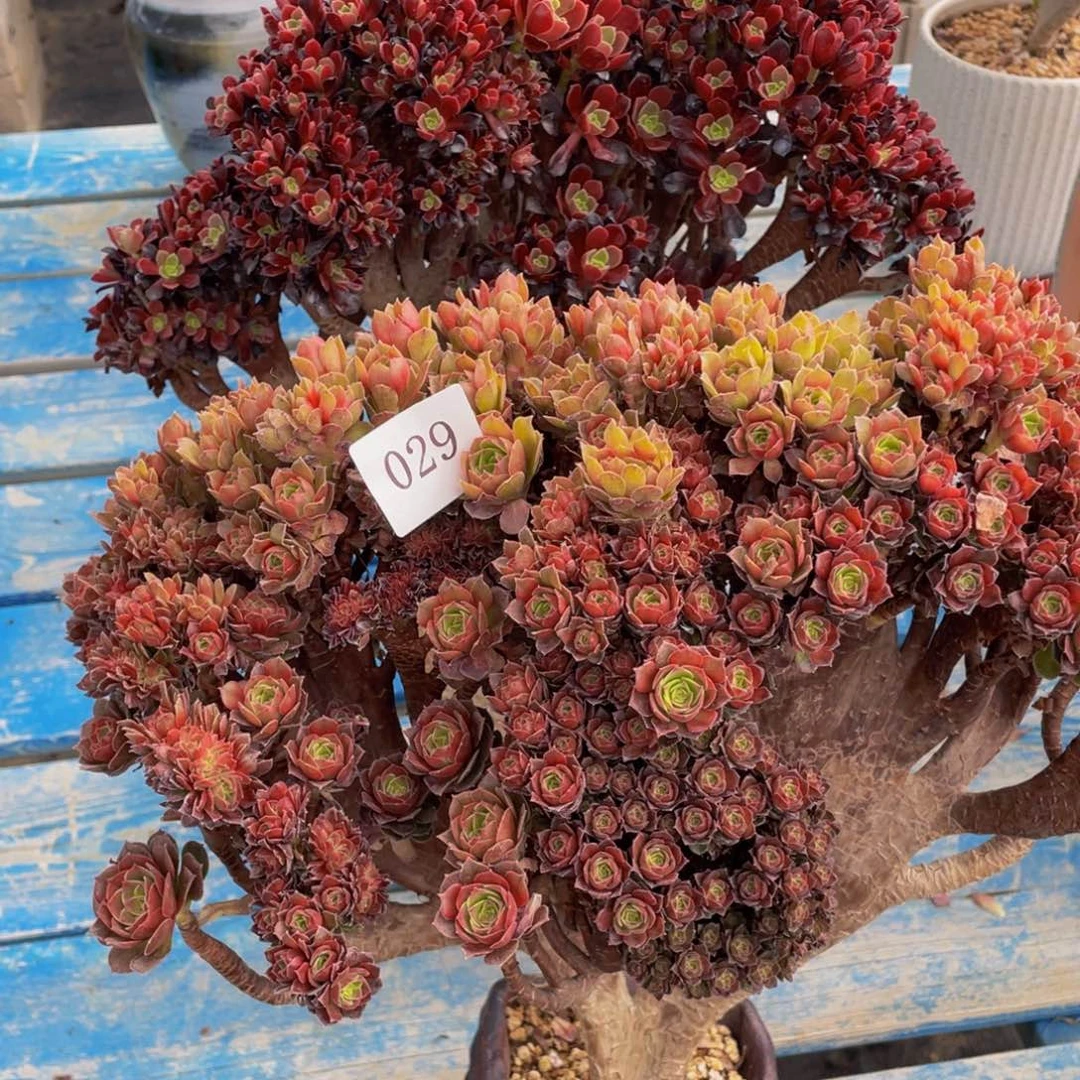 029号万圣节朵朵