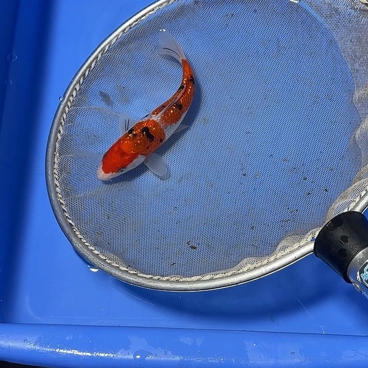 虎***兄锦鲤武尚锦鲤第2单