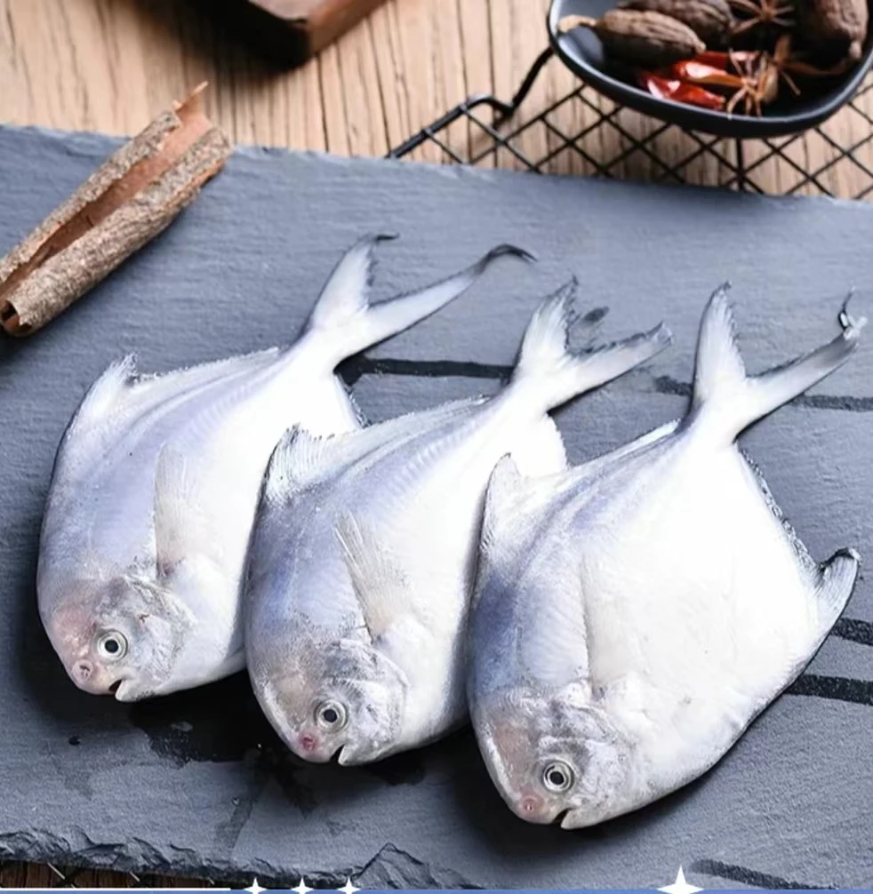 【鲜平子鱼】新鲜平鱼野生平子鱼野生海鱼新鲜肉厚