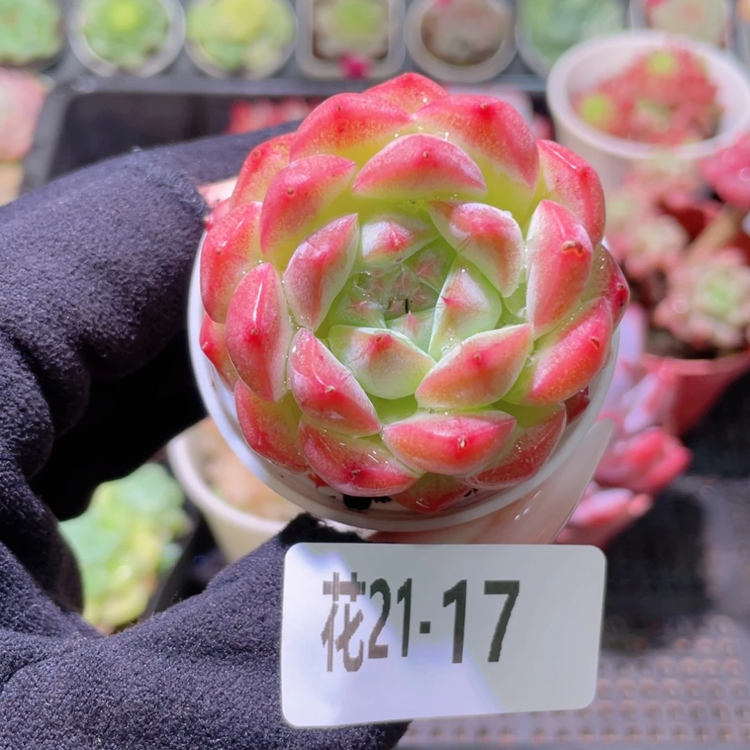 花利美21-17白桃汽水