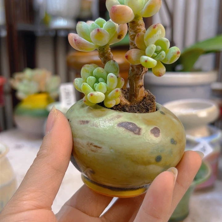 景德镇陶瓷研究所